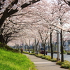 桜並木