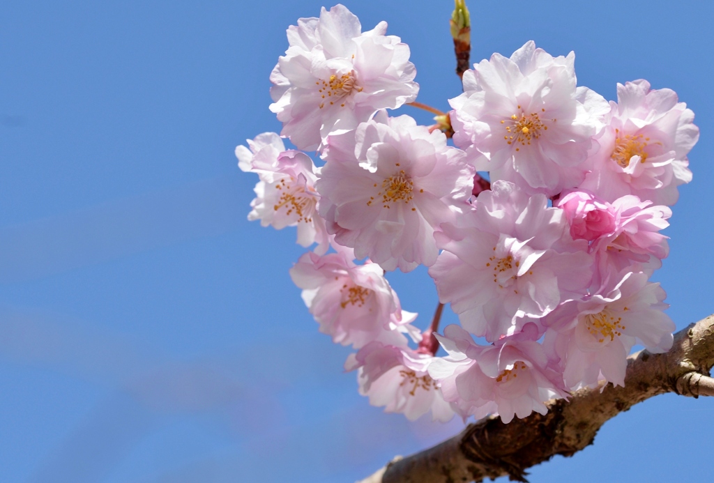 桜マクロレンズでパシャリ｜_・)その２