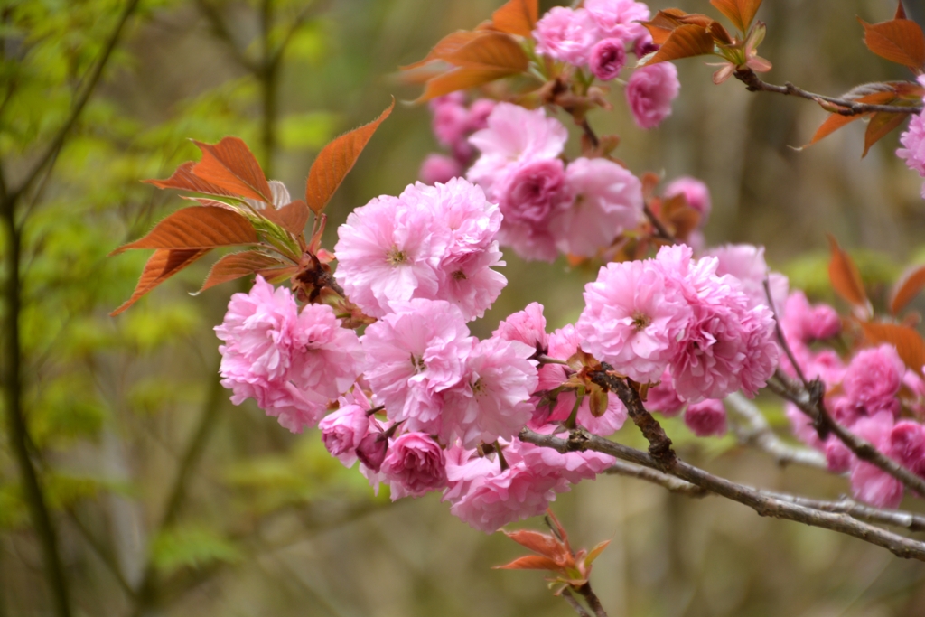 八重桜パシャリ｜_・)その２