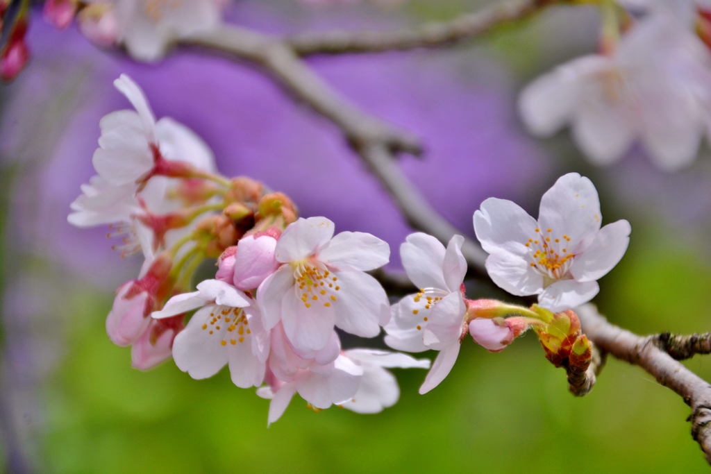 桜満開マクロレンズでパシャリ｜_・)その４