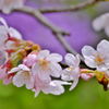 桜満開マクロレンズでパシャリ｜_・)その４