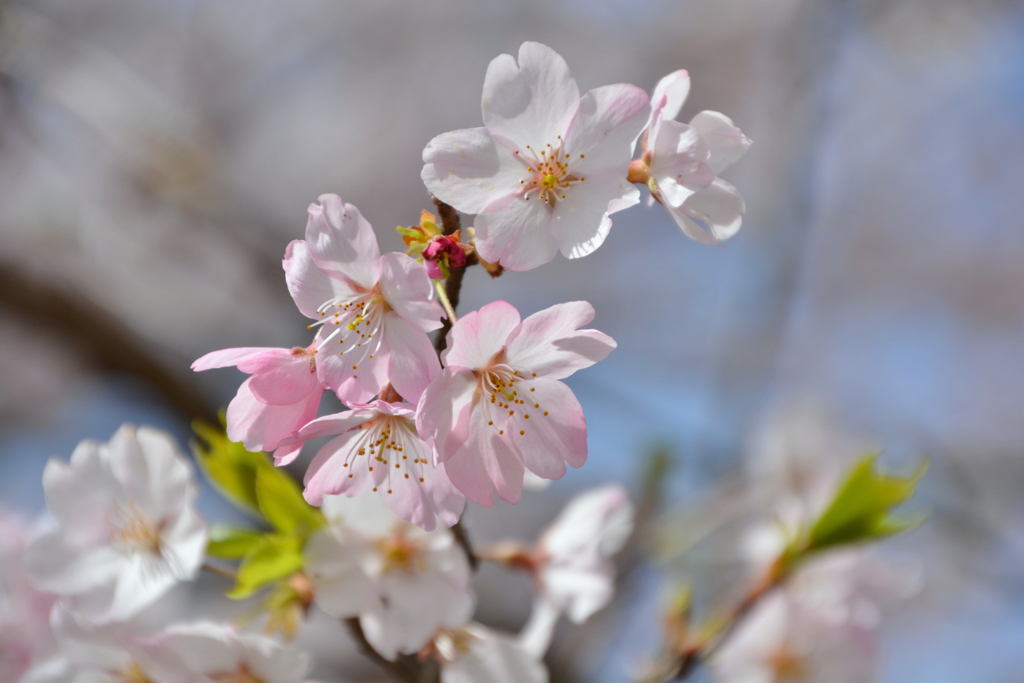 桜満開マクロレンズでパシャリ｜_・)その１