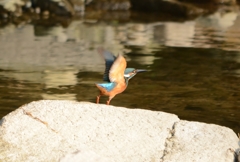 カワセミ飛び出し｜_・)