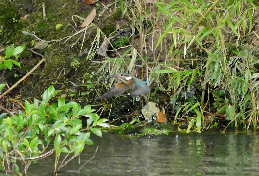 川蝉ジャブン( ･⊝･ )