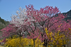 お花見は色を重ねてパシャリ｜_・)その３