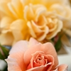 薔薇パシャリ｜_・)その1