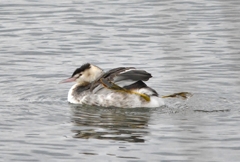 カンムリカイツブリのダンス・パシャリ｜_・)