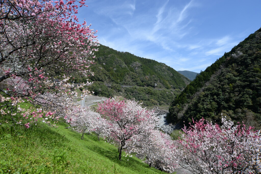 高知県引地橋の花桃パシャリ｜_・)その４