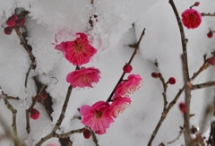 梅と雪景色２パシャリ｜_・)