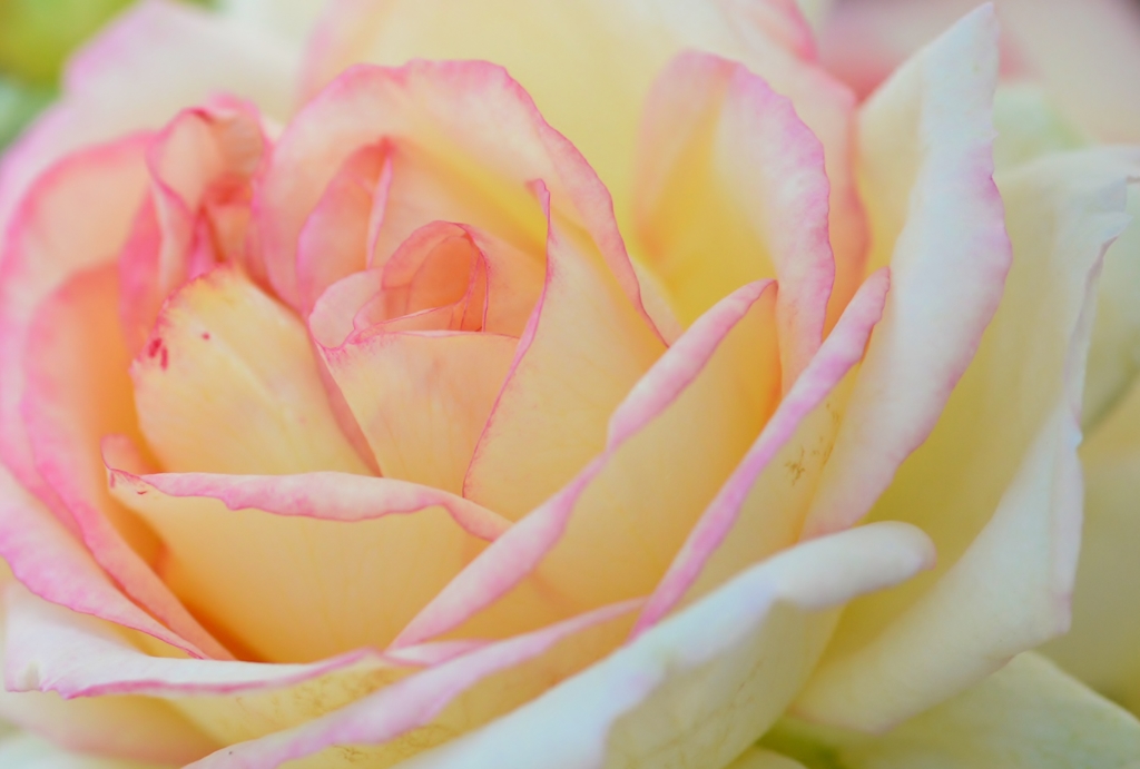 マクロレンズで薔薇パシャリ｜_・)その４
