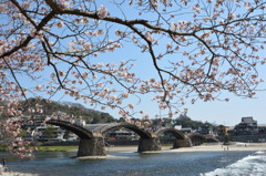 錦帯橋の春