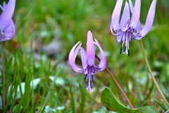 カタクリの花パシャリ｜_・)その２