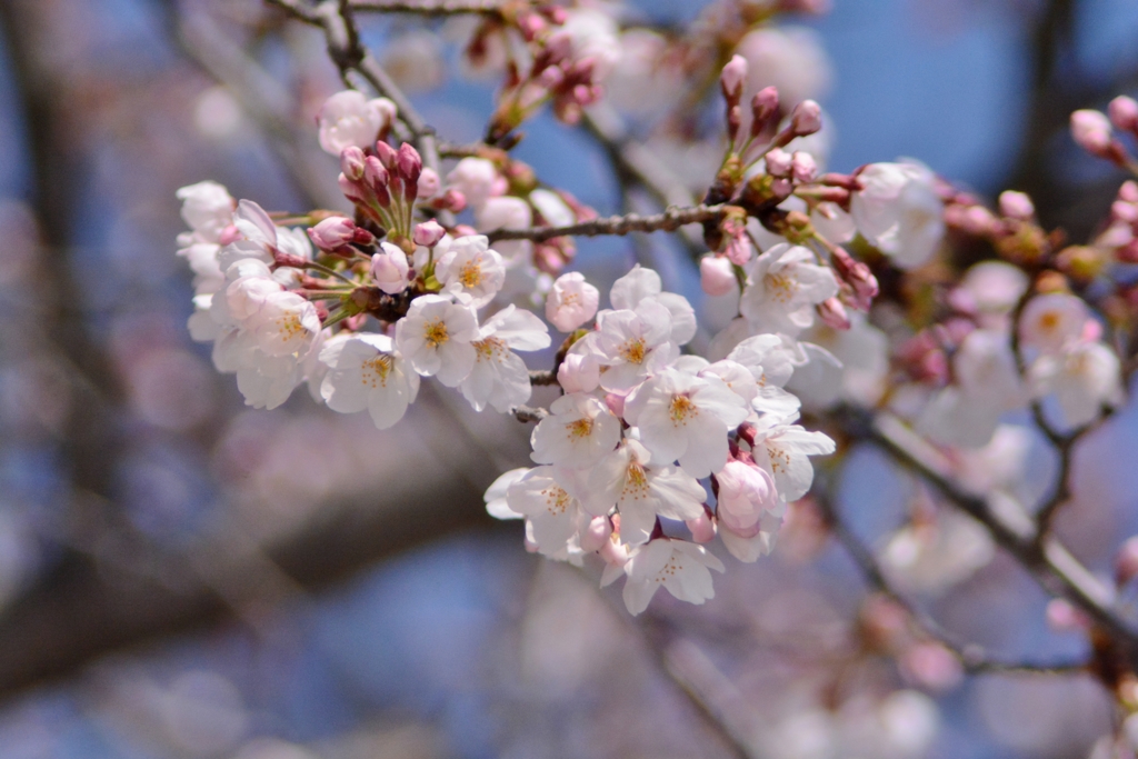 青空をバックに桜をパシャリ｜_・)