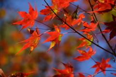 秋だから紅葉パシャリ｜_・)２