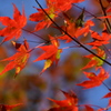 秋だから紅葉パシャリ｜_・)２