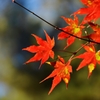 秋だから紅葉パシャリ｜_・)１