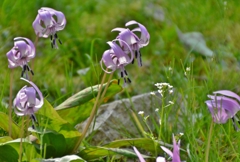 カタクリの花パシャリ｜_・)その１