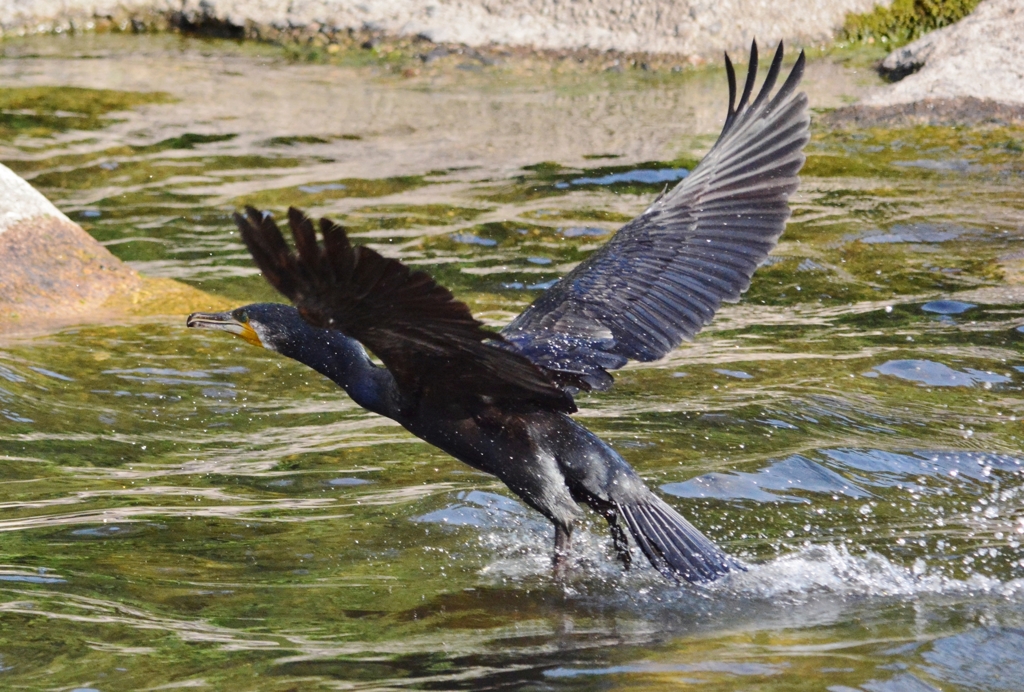 カワウ飛出したからパシャリ｜_・)
