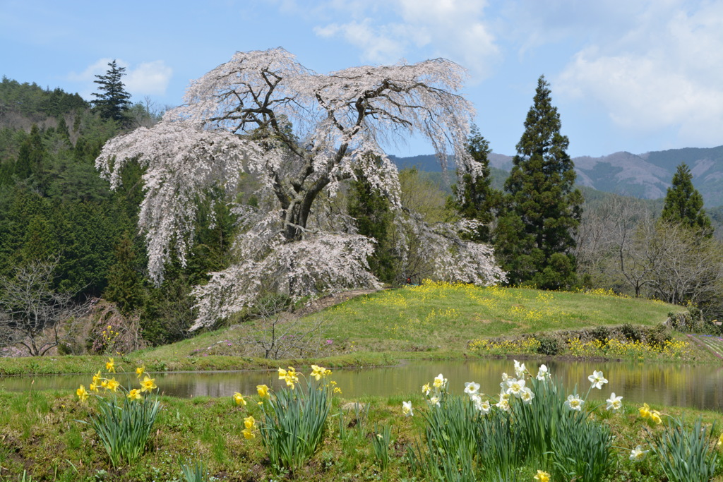 与一野のしだれ桜と水仙パシャリ｜_・)