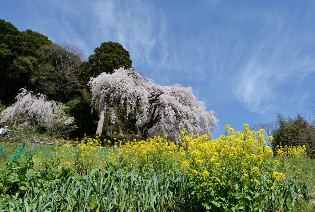 青空と桜パシャリ｜_・)その４