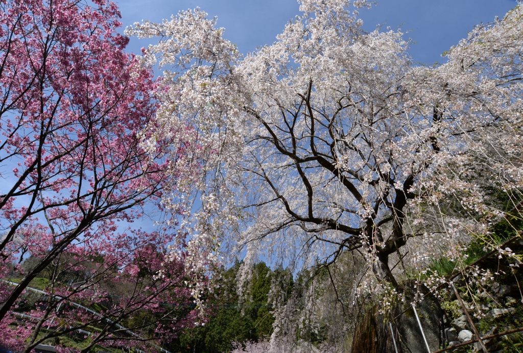 青空と桜パシャリ｜_・)その1