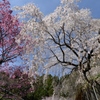 青空と桜パシャリ｜_・)その1