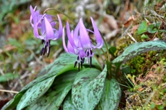 カタクリの花パシャリ｜_・)その３