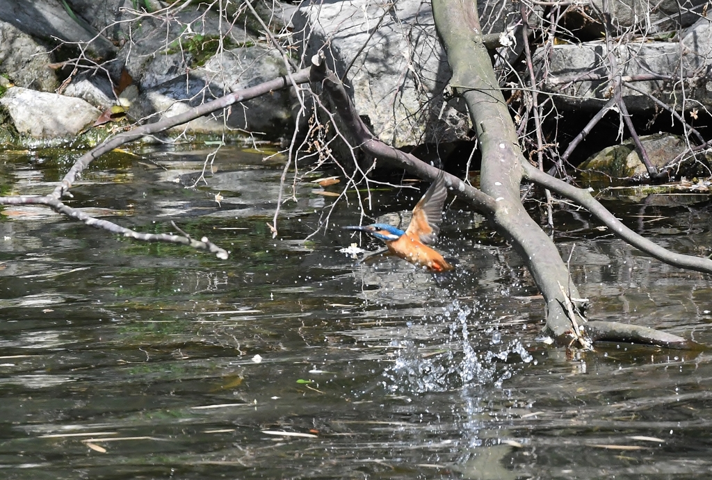 お気に入りの止まり木パシャリ｜_・)その３