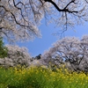 青空と桜パシャリ｜_・)その７