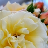 マクロレンズで薔薇パシャリ｜_・)その３