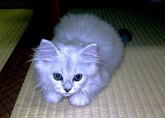 小っちゃいけど・負けないぞ！！