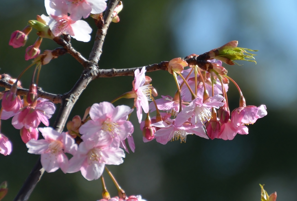 咲き誇る河津桜！！