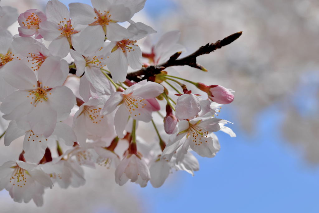 桜満開マクロレンズでパシャリ｜_・)その２