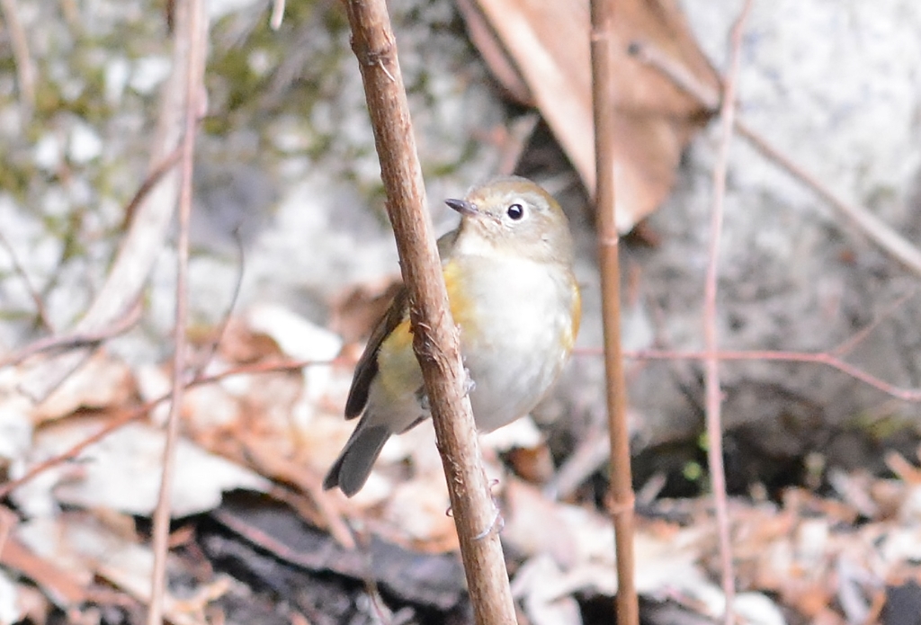 ルリビタキ♀パシャリ｜_・)