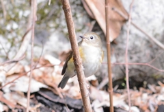 ルリビタキ♀パシャリ｜_・)