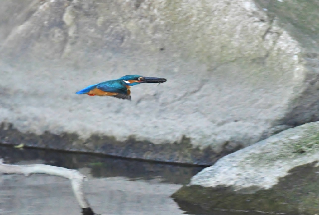銜えて飛んでパシャリ｜_・)その１