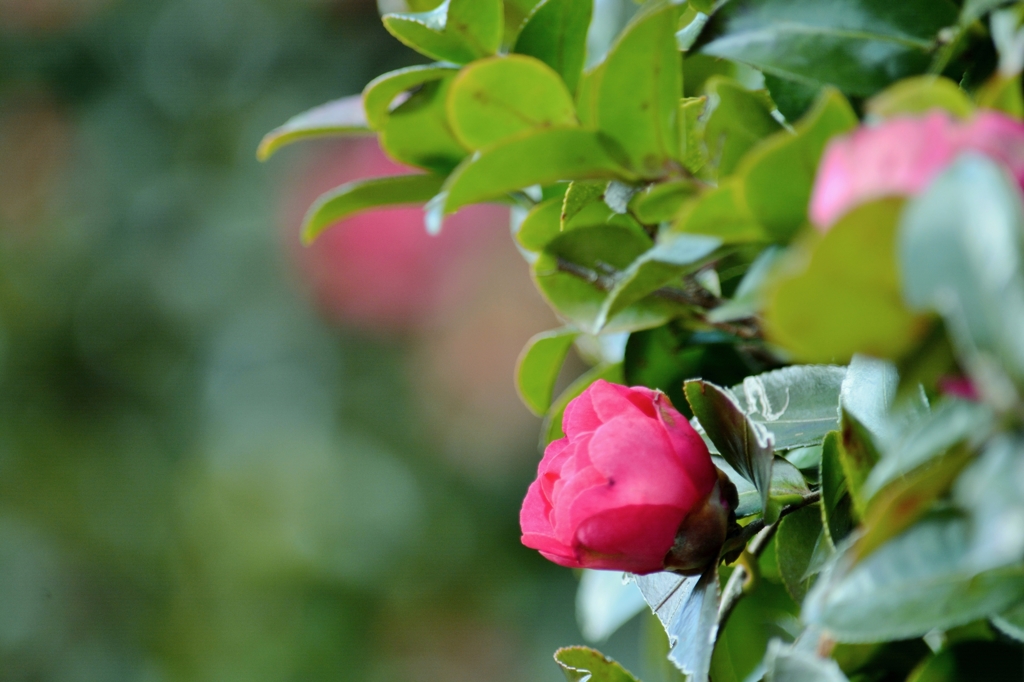 山茶花ちょこっと玉ボケ