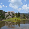 与一野のしだれ桜水田に花姿が映ったからパシャリ｜_・)