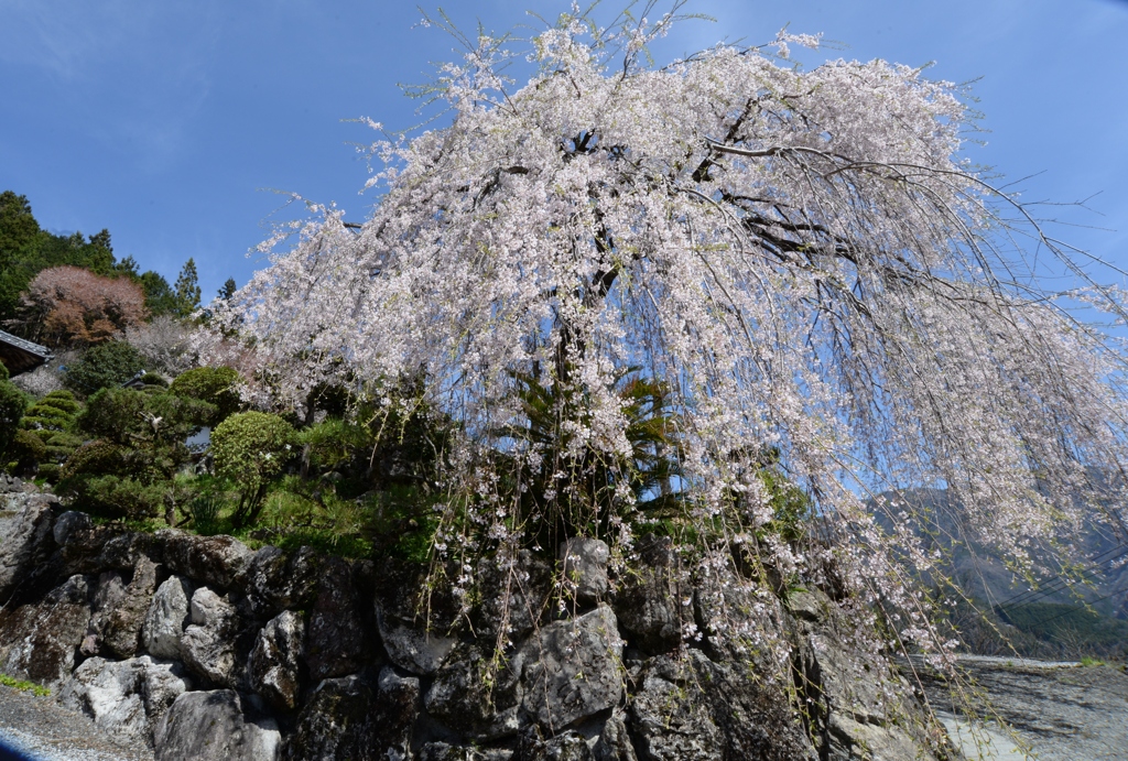 青空と桜パシャリ｜_・)その３