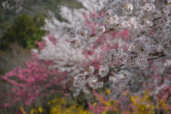 お花見は色を重ねてパシャリ｜_・)その２