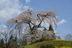 与一野のしだれ桜下からパシャリ｜_・)