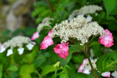 山紫陽花　紅額ズームレンズでパシャリ( ･⊝･ )