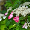 山紫陽花　紅額ズームレンズでパシャリ( ･⊝･ )