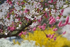 お花見は色を重ねてパシャリ｜_・)その１