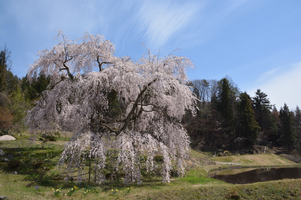 中原の枝垂桜パシャリ｜_・)その２