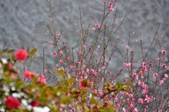 梅と雪景色１パシャリ｜_・)