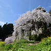 青空と桜パシャリ｜_・)その５