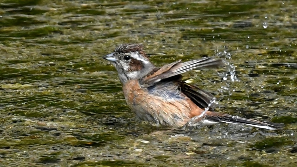 ホウジロ君の水浴びパシャリ｜_・)