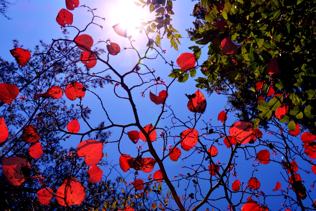 青空の紅万作