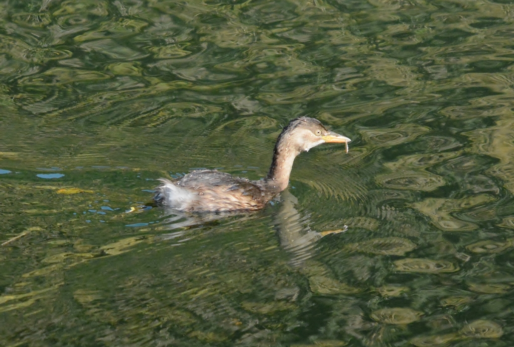 カイツブリ•おやつゲット(๑˃̵ᴗ˂̵)
